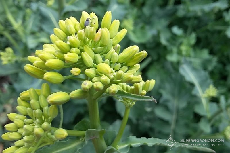 Прихованохоботник