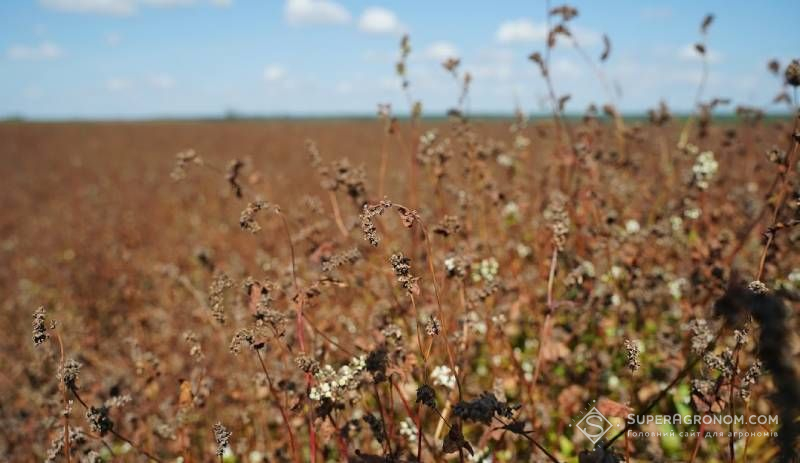 Посіви гречки