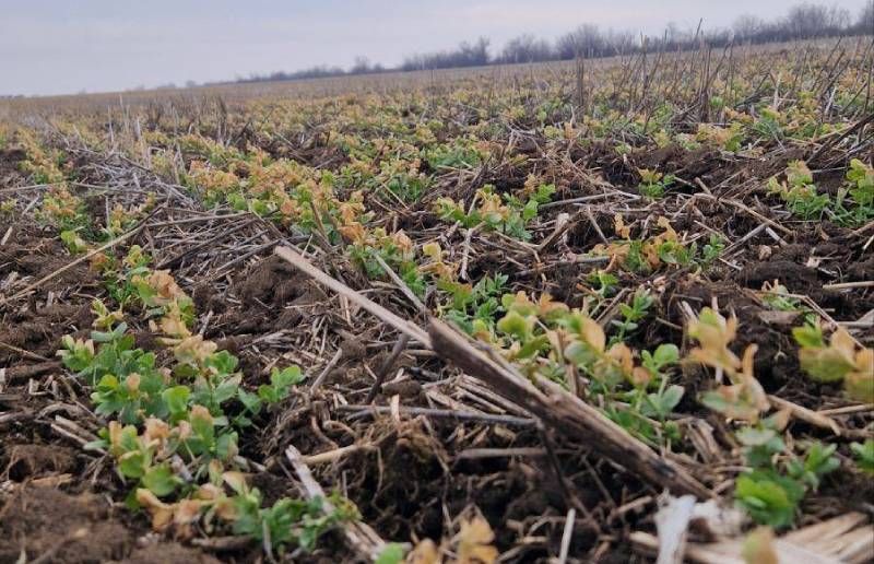 Посіви зимуючого гороху