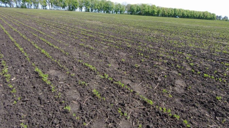 Посіви сочевиці (фото ілюстративне)