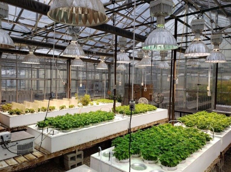 Лабораторія скринінгу SCN з селекції та генетики сої Північного Міссурі на території кампусу Університету Міссурі