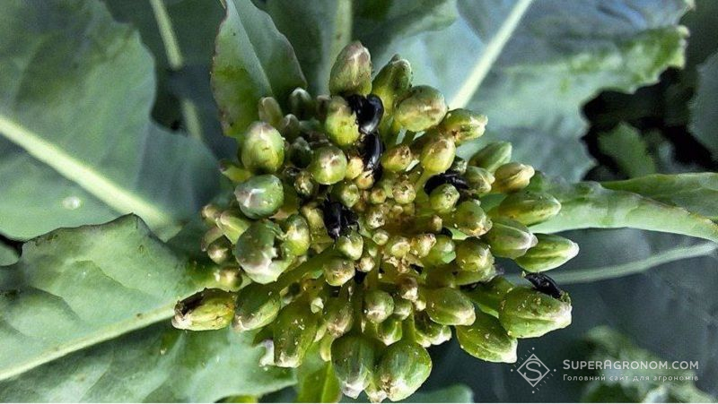 Ріпаковий квіткоїд