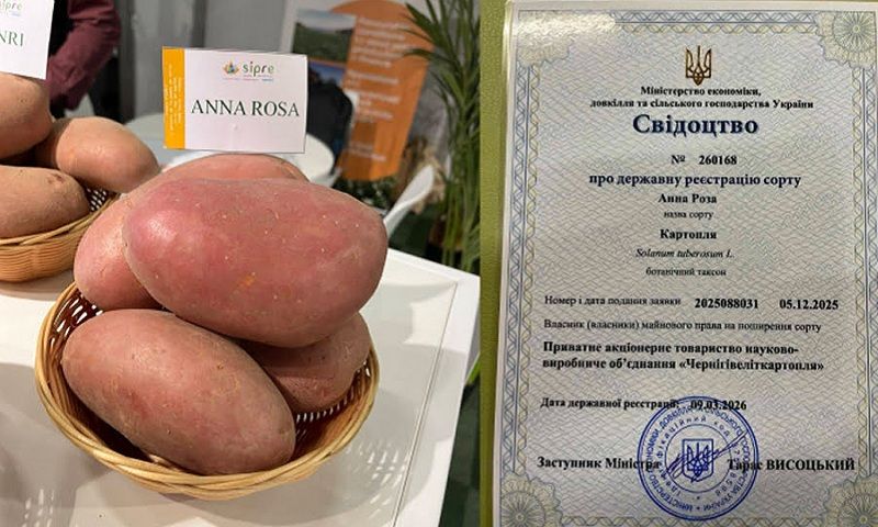 Виключні права на новий сорт картоплі в Україні отримали Чернігівеліткартопля