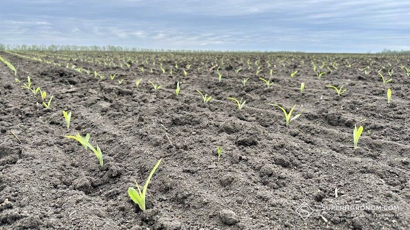 Сходи кукурудзи