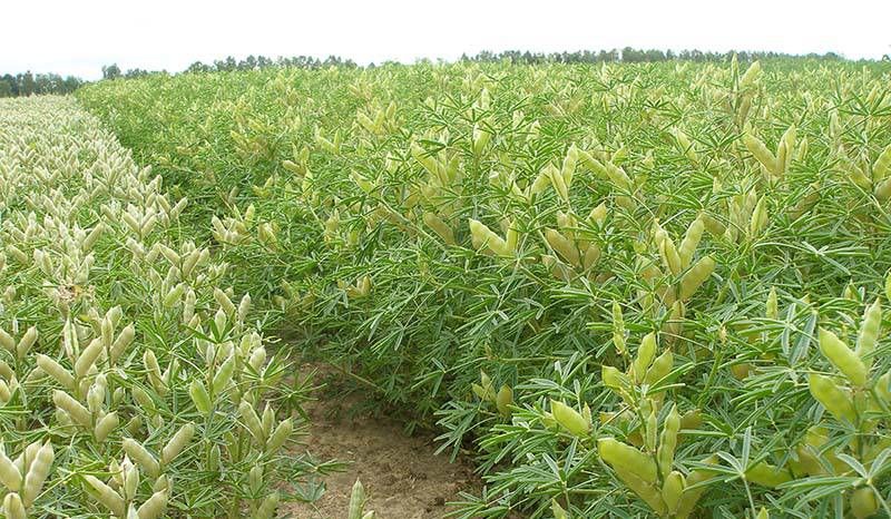 Посіви люпину