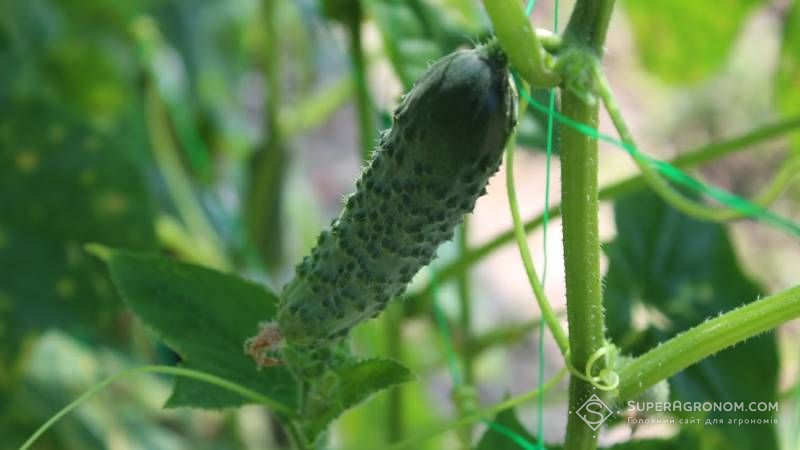 Тепличний огірок