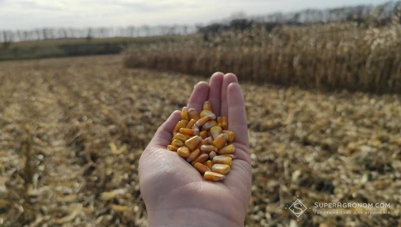 Науковці порадили оптимальну структуру посівів для Волині