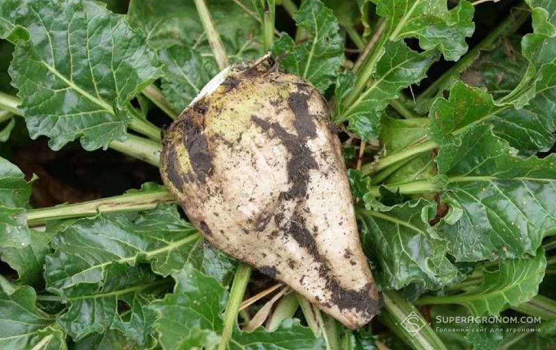 В ЄС дозволили ГМО цукрового буряку та кукурудзи