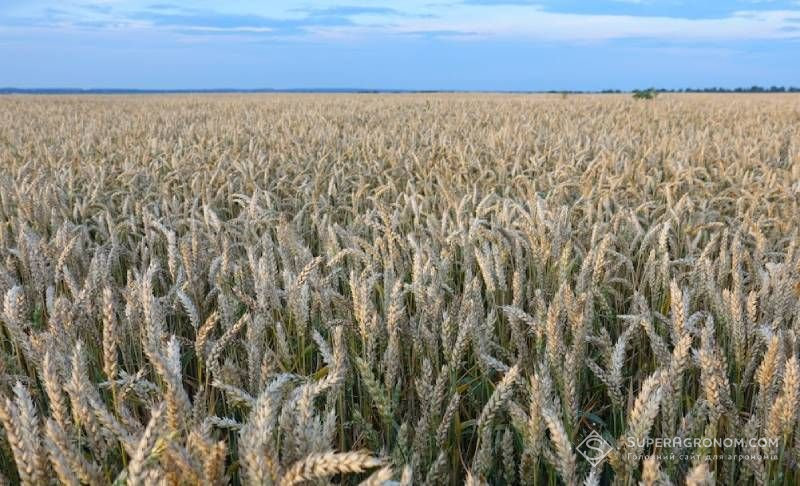 У 2025 році площі насіннєвих посівів під основними культурами в Україні зросли до 80 тис. га