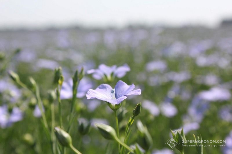 Льон олійний
