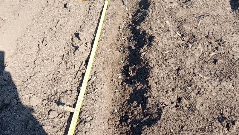 Посіяний горох