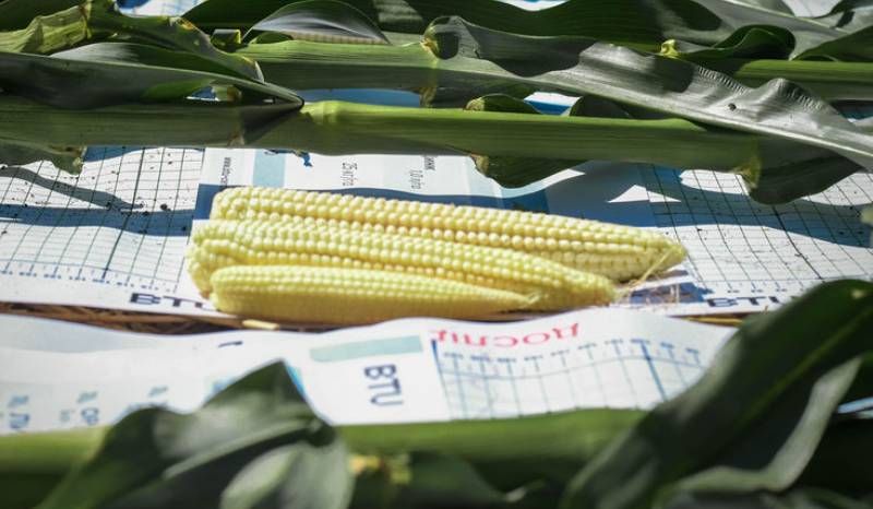 Зростання урожайності та рентабельності кукурудзи — схемами застосування біопрепаратів поділились BTU та Kernel