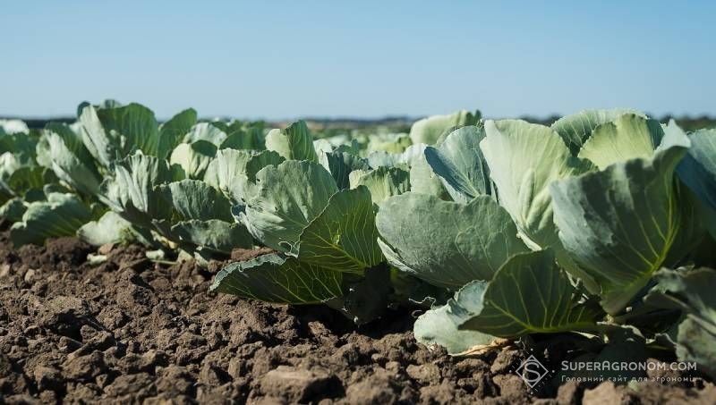 Поєднання біочару з корисними бактеріями призвело до збільшення біомаси капусти до 40% — дослідження