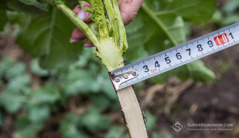 Вимірювання ширини кореневої шийки ріпаку