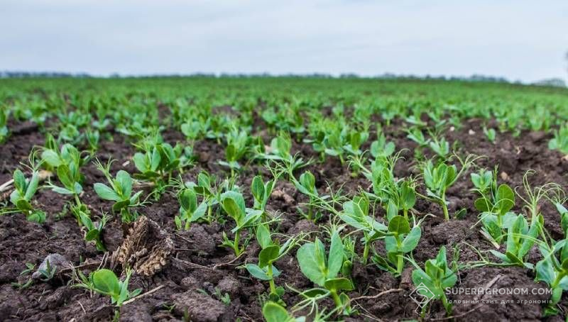 Не весь зимуючий горох цьогоріч вижив — як захистити вцілілі посіви порадили фахівці