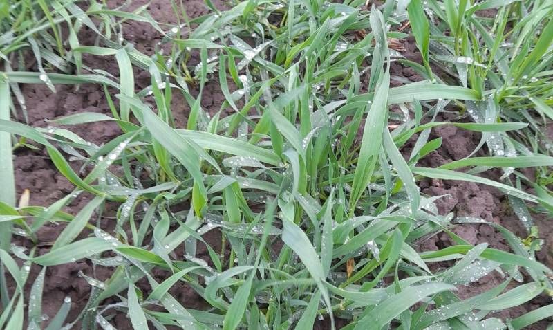 На Львівщині запаси вологи у ґрунті достатні, посівна набирає обертів