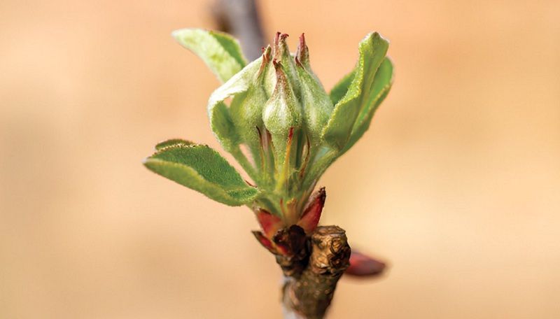 Про особливості застосування хлорокису міді в садівництві розповів фахівець