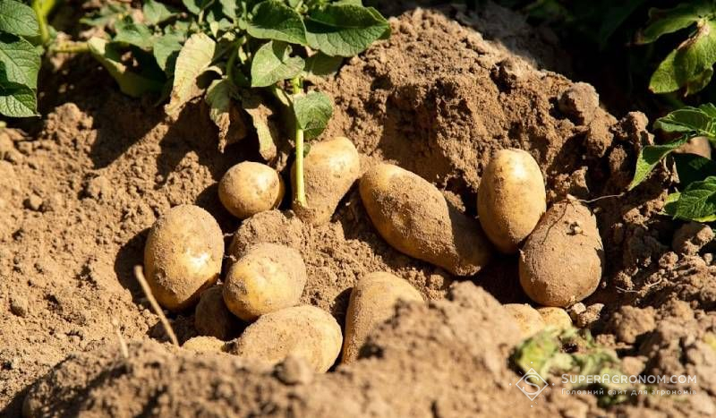 Сорти картоплі різних груп стиглості для вирощування на Кіровоградщині назвала фахівчиня