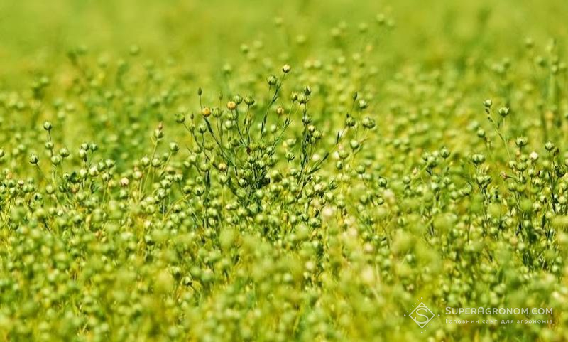 Посіви льону Посіви льону