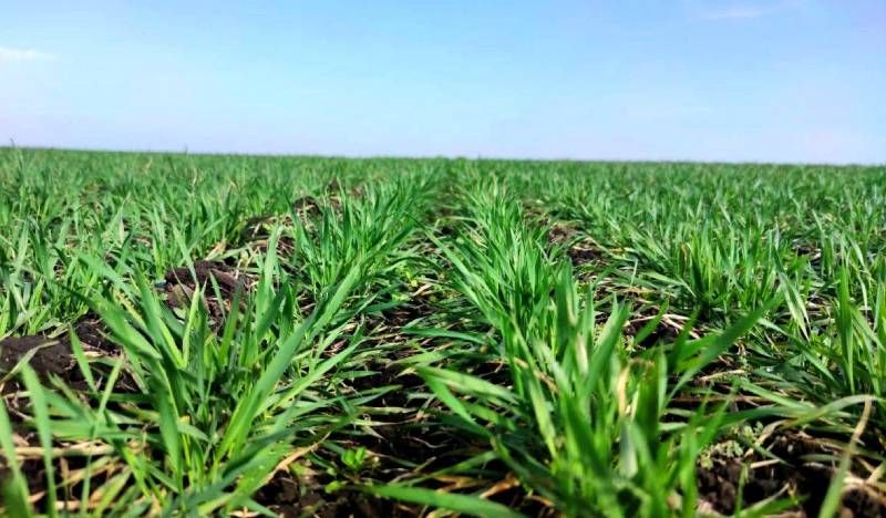 Посіви озимої пшениці