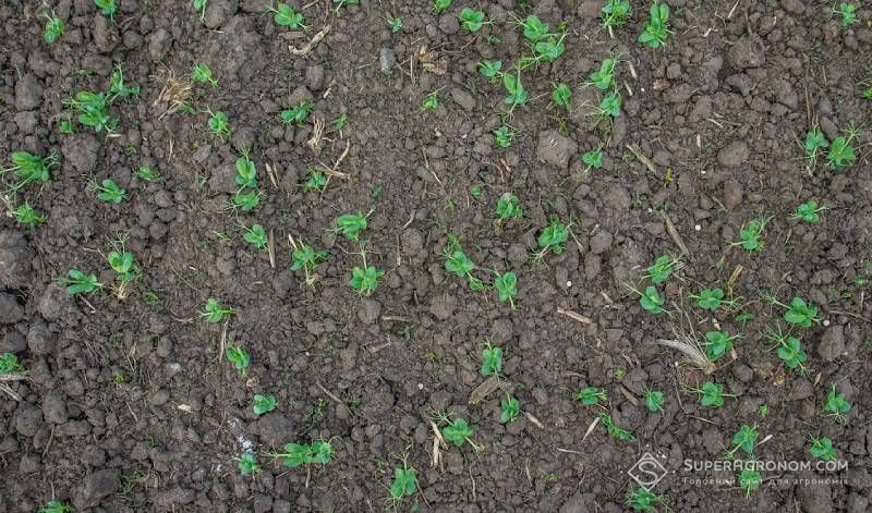 Сходи гороху Сходи гороху