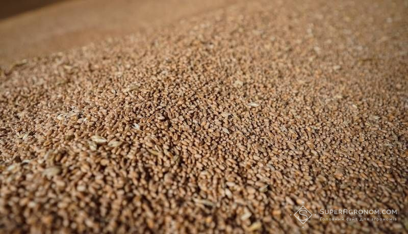 Зерно пшениці