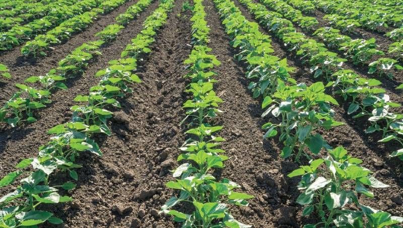 Захист культур від бур’янів до появи сходів — комплексний гербіцид порадив фахівець Захист культур від бур’янів до появи сходів — комплексний гербіцид порадив фахівець