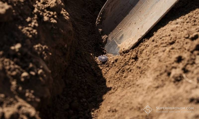 Сівба соняшника