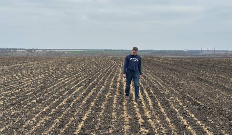 Поле вимерзлої пшениці