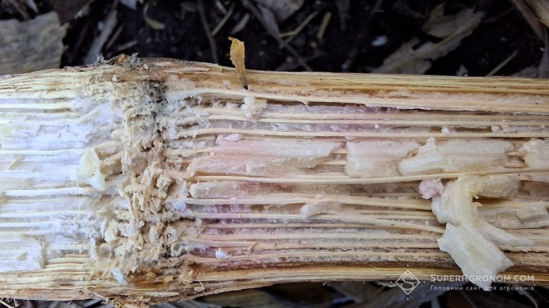 Фузаріозна гниль стебла — прихована форма фузаріозу кукурудзи