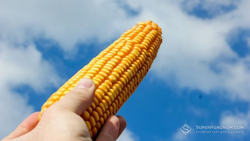 Кукурудза Кукурудза