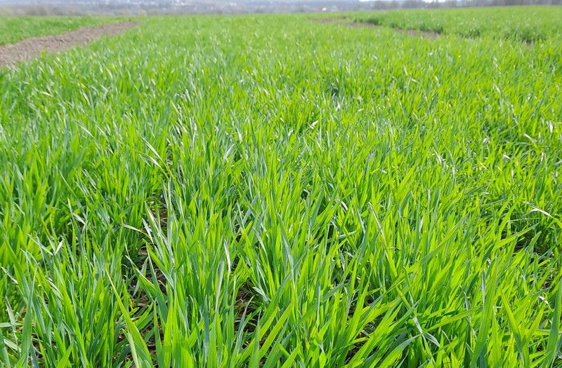 Озима пшениця Озима пшениця