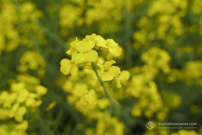 Озимий ріпак Озимий ріпак