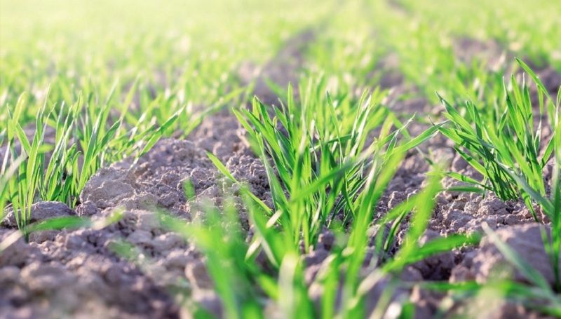 Широкий спектр дводольних бур'янів у посівах зернових краще контролювати комплексним гербіцидом — фахівець