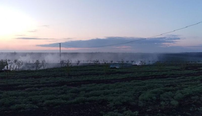 Задимлення фундукового саду