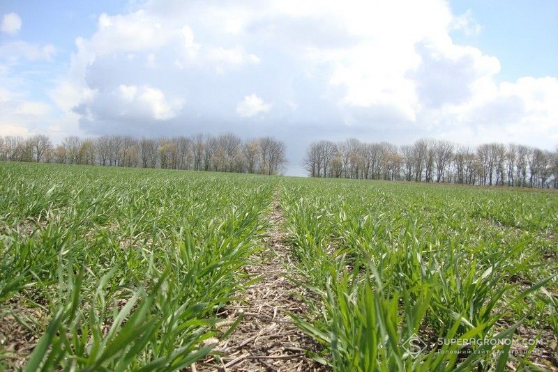 Опади в квітні покращили початкові умови розвитку культур, проте розвиток сповільниться через холоди Опади в квітні покращили початкові умови розвитку культур, проте розвиток сповільниться через холоди