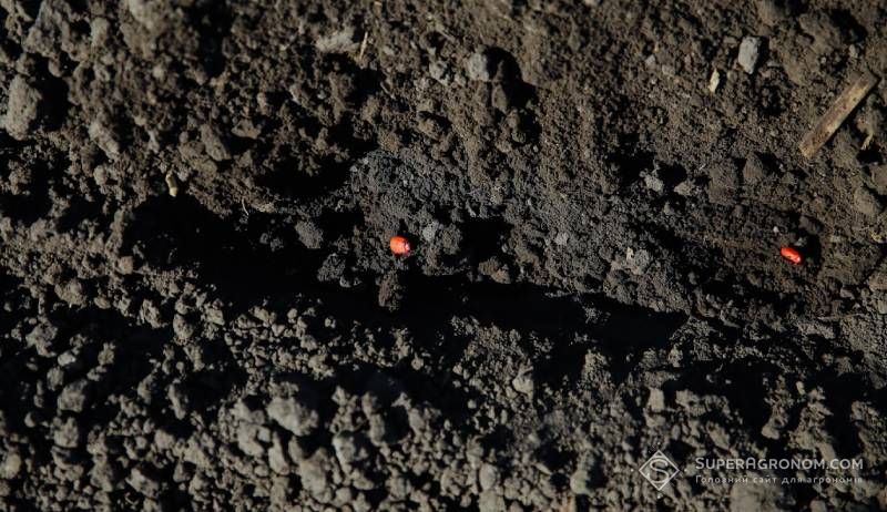 Аграріям нагадали оптимальні умови для сівби кукурудзи Аграріям нагадали оптимальні умови для сівби кукурудзи