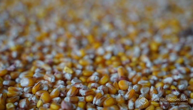 Ринок зерна: актуальні ціни на пшеницю, кукурудзу, сою та соняшник