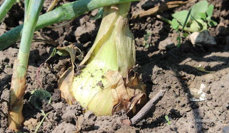 Цибуля з насіння чи сіянки: експерт пояснив, від чого залежить вибір технології Цибуля з насіння чи сіянки: експерт пояснив, від чого залежить вибір технології