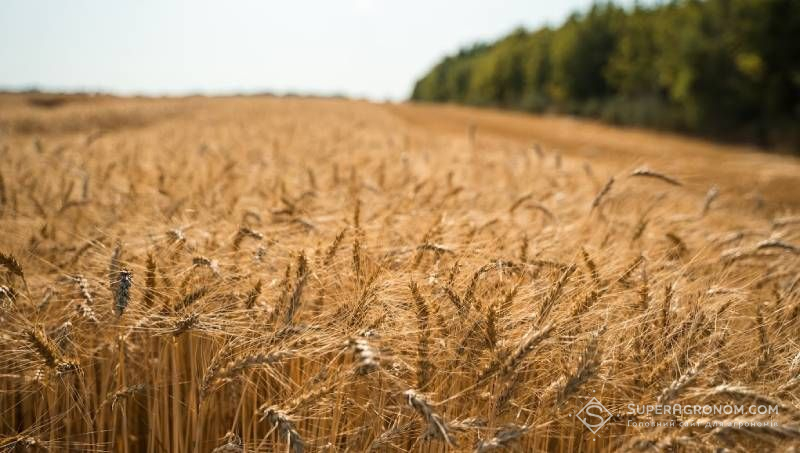 Посіви пшениці Валовий збір зернових прогнозують 58,2 млн т, це на 5% нижче попередньої оцінки