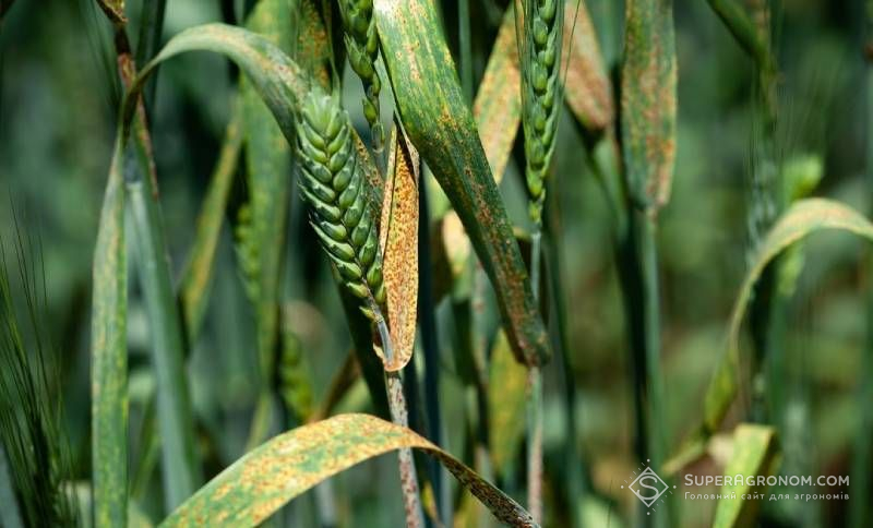 Європі загрожує нова раса жовтої іржі на пшениці