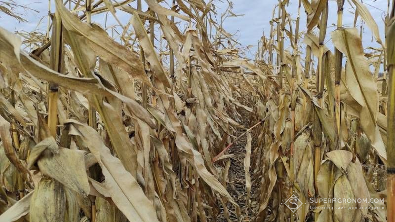 Вирощування врожаю в Чорнобильській зоні: прокуратура через суд повертає 190 гектарів