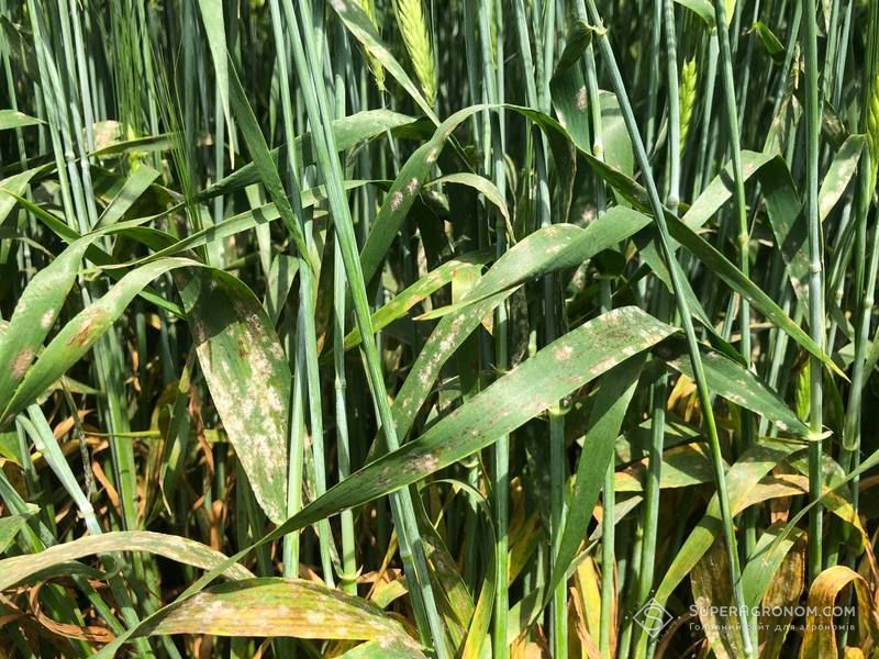 Борошниста роса Борошниста роса