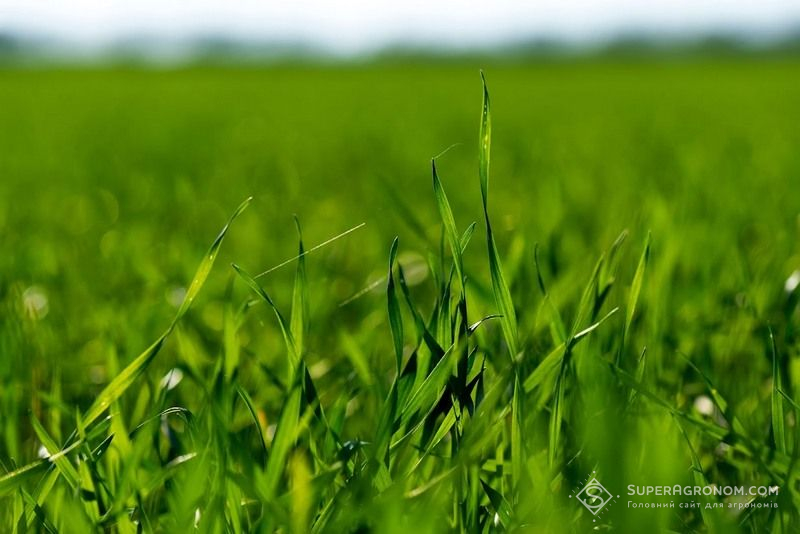 Озима пшениця