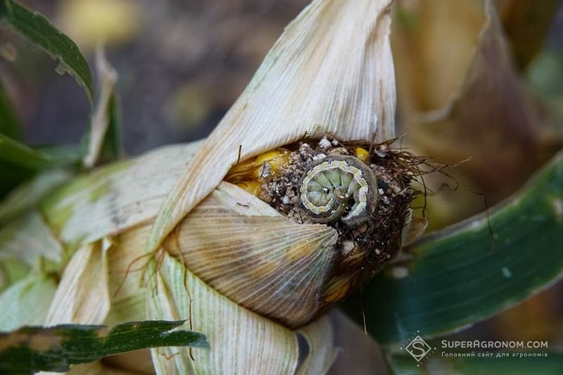 Гусениця лучного метелика на качані кукурудзи