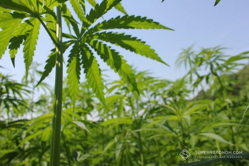 Коноплі промислові Коноплі промислові
