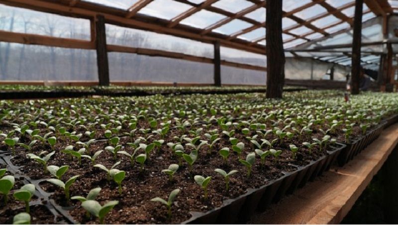 Розсада кавунів в теплиці