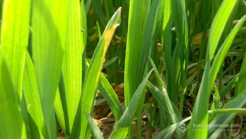 Погода в першій декаді квітня сприяла розвитку хвороб на озимих культурах