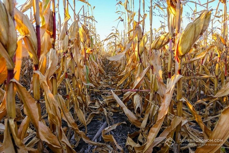 На піщаних ґрунтах вищий урожай зі збільшеною густотою показали гібриди кукурудзи з ФАО до 300