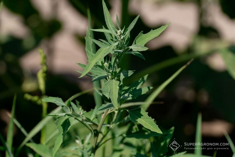 Лобода біла